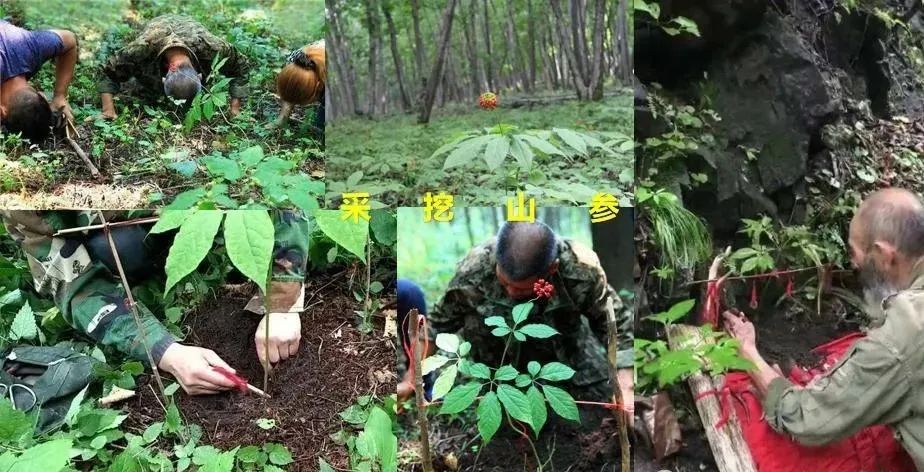辽宁益仁堂本草文化产业园有限公司获评国家AA级旅游景区 辽宁益仁堂本草文化产业园有限公司获评国家AA级旅游景区